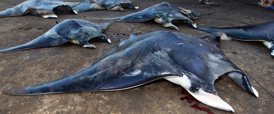 Protecting Manta and Mobula Rays