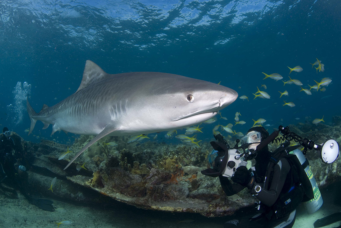 Diving with Sharks