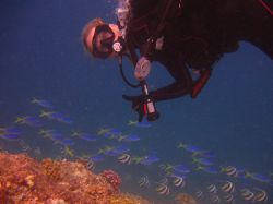 scubadivergirl.jpg