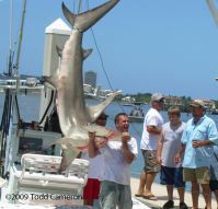 Tournament-shark-TC-650.jpg