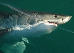 WhiteShark_smile650.jpg