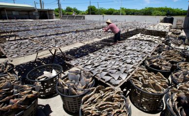 Sea of shark fins. Photo: Shawn Heinrichs. Shark Savers.