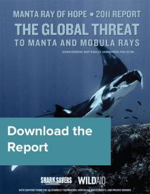 The-Global-Threat-to-Manta-and-Mobula-Rays-download.jpg