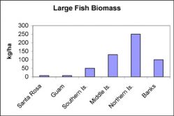 fig4bigfish.jpg