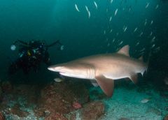 grey-nurse-shark-omalley.jpg