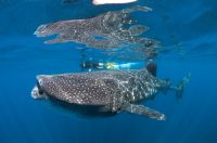 MPO-WhaleShark-3014_small.jpg